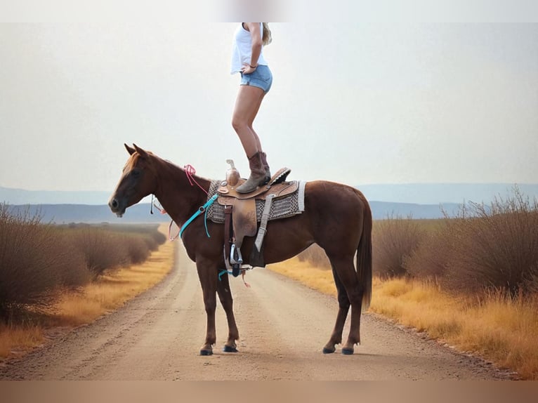 American Quarter Horse Stute 3 Jahre 147 cm Dunkelfuchs in Fort Collins