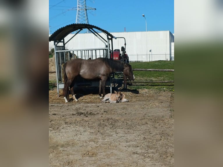 American Quarter Horse Stute 3 Jahre 147 cm Grullo in Kallo