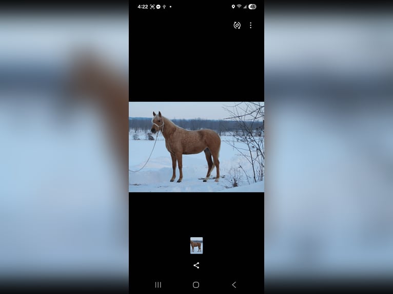 American Quarter Horse Stute 3 Jahre 147 cm Palomino in Saint Cloud