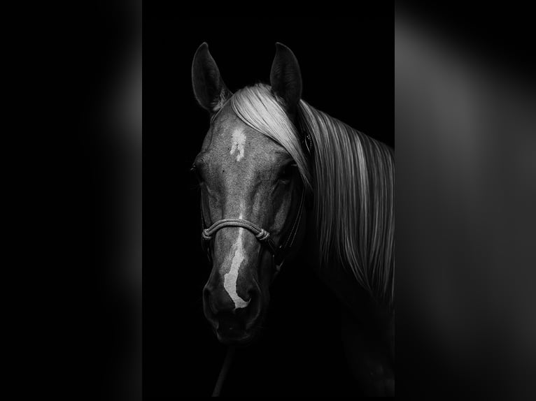 American Quarter Horse Stute 3 Jahre 147 cm Palomino in Oelrichs, SD
