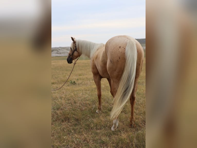 American Quarter Horse Stute 3 Jahre 147 cm Palomino in Oelrichs, SD