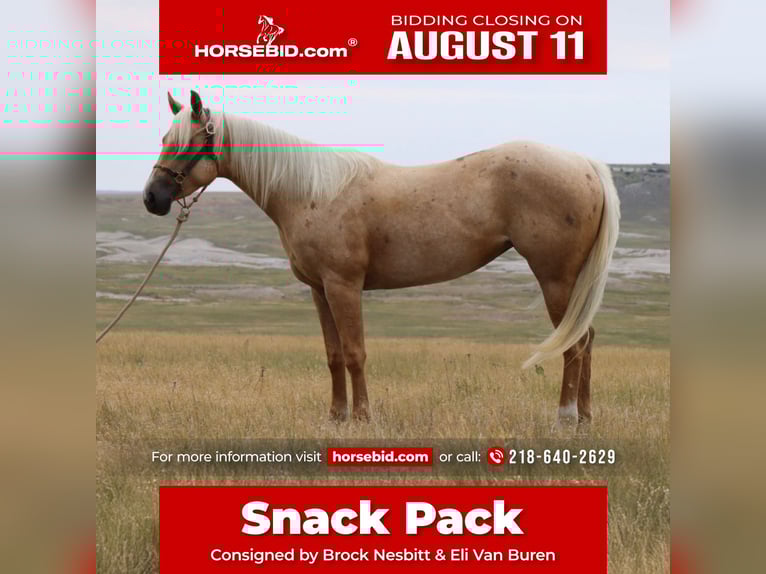 American Quarter Horse Stute 3 Jahre 147 cm Palomino in Oelrichs, SD