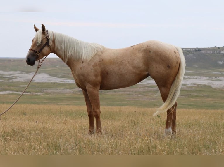 American Quarter Horse Stute 3 Jahre 147 cm Palomino in Oelrichs, SD