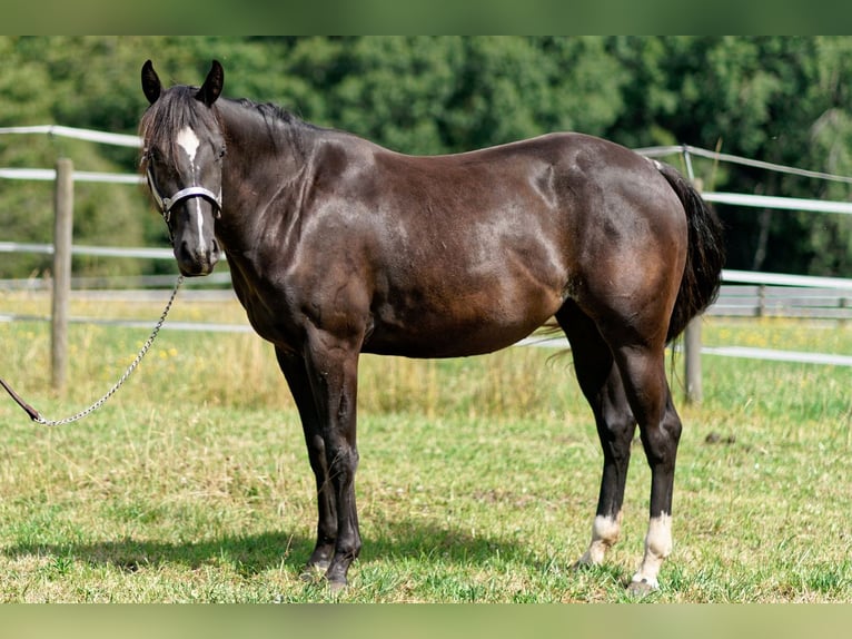 American Quarter Horse Stute 3 Jahre 147 cm Rappe in Dahlem