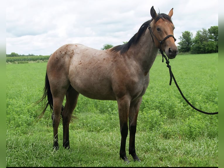 American Quarter Horse Stute 3 Jahre 147 cm Roan-Bay in Princeville