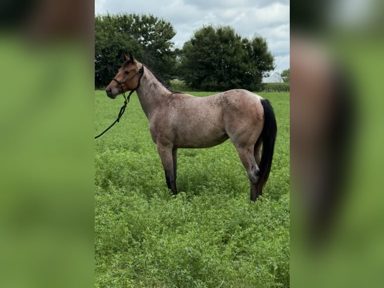 American Quarter Horse Stute 3 Jahre 147 cm Roan-Bay in Princeville