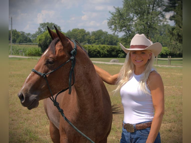American Quarter Horse Stute 3 Jahre 147 cm Roan-Bay in Camden MI