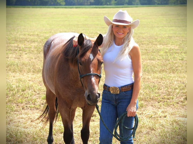 American Quarter Horse Stute 3 Jahre 147 cm Roan-Bay in Camden MI