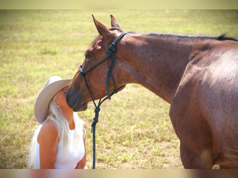 American Quarter Horse Stute 3 Jahre 147 cm Roan-Bay in Camden MI