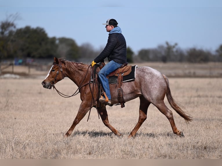 American Quarter Horse Stute 3 Jahre 147 cm Roan-Red in Waco
