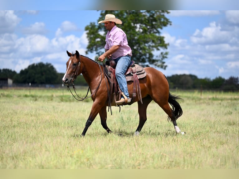 American Quarter Horse Stute 3 Jahre 147 cm Rotbrauner in Waco, TX