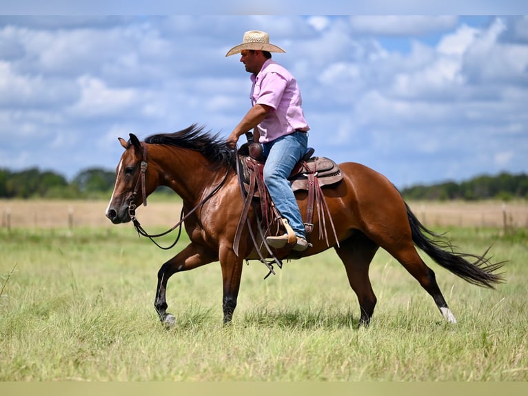 American Quarter Horse Stute 3 Jahre 147 cm Rotbrauner in Waco, TX