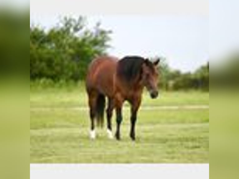 American Quarter Horse Stute 3 Jahre 147 cm Rotbrauner in Waco, TX