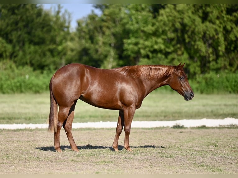 American Quarter Horse Stute 3 Jahre 147 cm Rotfuchs in Waco