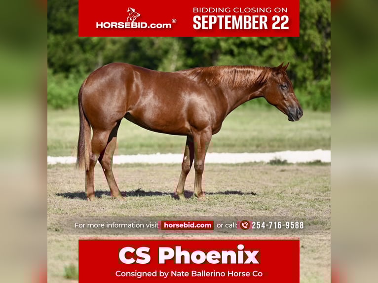 American Quarter Horse Stute 3 Jahre 147 cm Rotfuchs in Waco