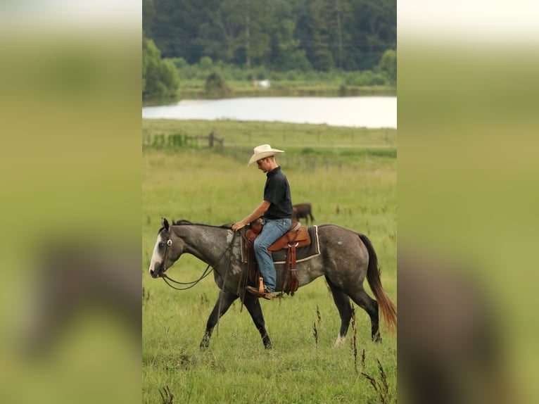 American Quarter Horse Stute 3 Jahre 147 cm Schimmel in Huntsville