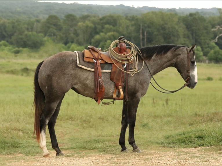 American Quarter Horse Stute 3 Jahre 147 cm Schimmel in Huntsville
