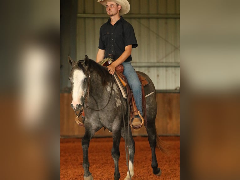 American Quarter Horse Stute 3 Jahre 147 cm Schimmel in Huntsville