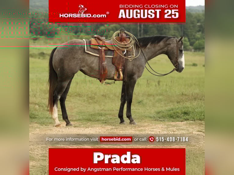 American Quarter Horse Stute 3 Jahre 147 cm Schimmel in Huntsville