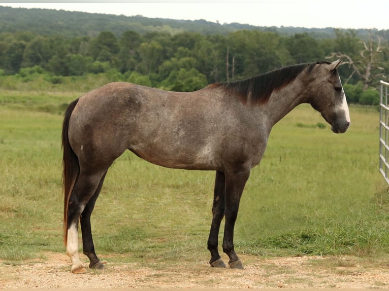 American Quarter Horse Stute 3 Jahre 147 cm Schimmel in Huntsville