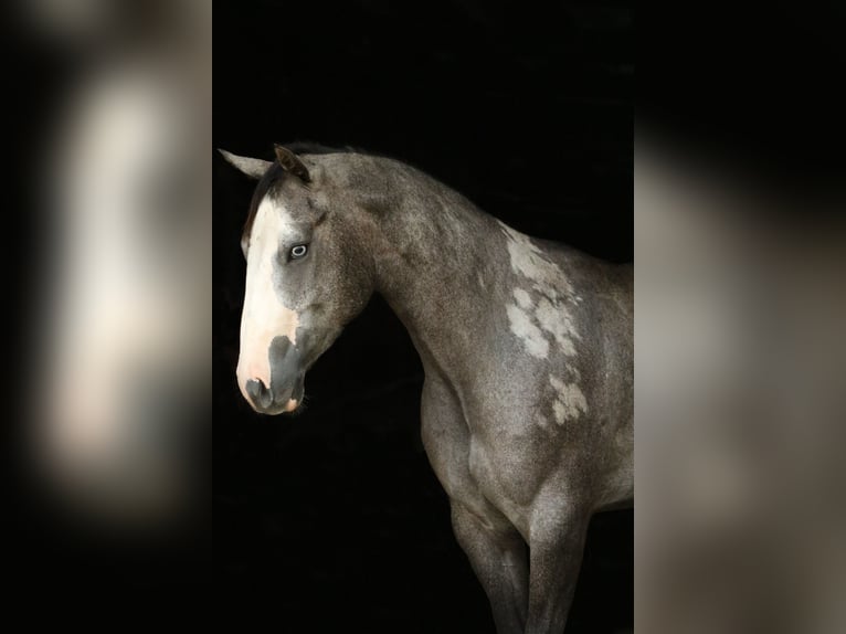 American Quarter Horse Stute 3 Jahre 147 cm Schimmel in Huntsville