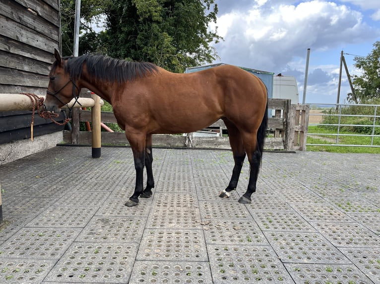 American Quarter Horse Stute 3 Jahre 148 cm Brauner in Buschvitz