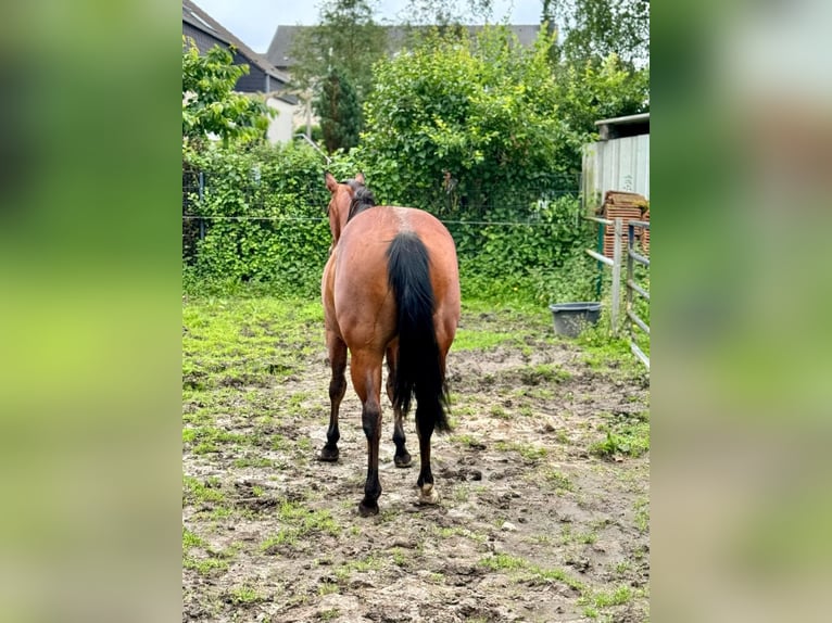American Quarter Horse Stute 3 Jahre 148 cm Brauner in Buschvitz