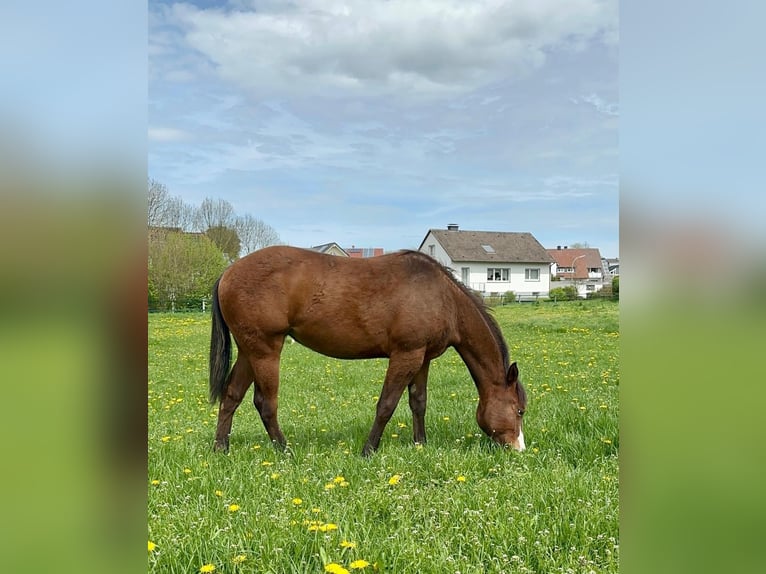 American Quarter Horse Stute 3 Jahre 148 cm Brauner in Buschvitz