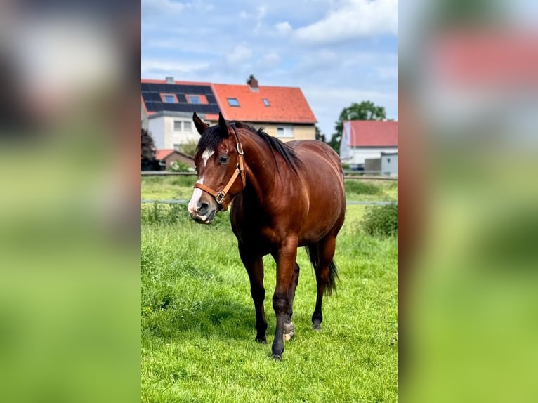 American Quarter Horse Stute 3 Jahre 148 cm Brauner in Buschvitz