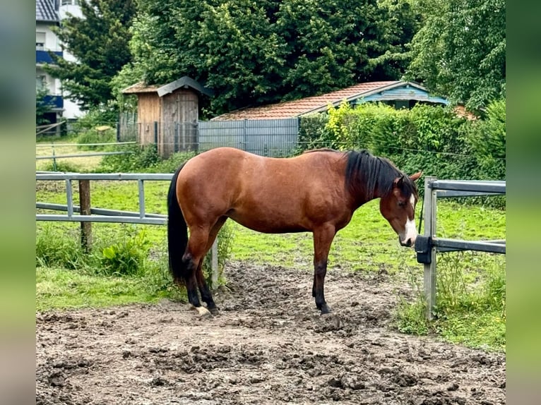 American Quarter Horse Stute 3 Jahre 148 cm Brauner in Buschvitz