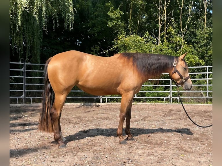 American Quarter Horse Stute 3 Jahre 148 cm Buckskin in Walsdorf