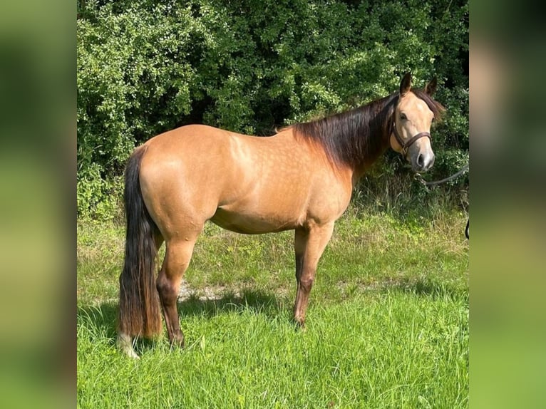 American Quarter Horse Stute 3 Jahre 148 cm Buckskin in Walsdorf