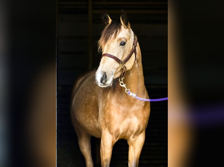 American Quarter Horse Stute 3 Jahre 148 cm Buckskin in Walsdorf