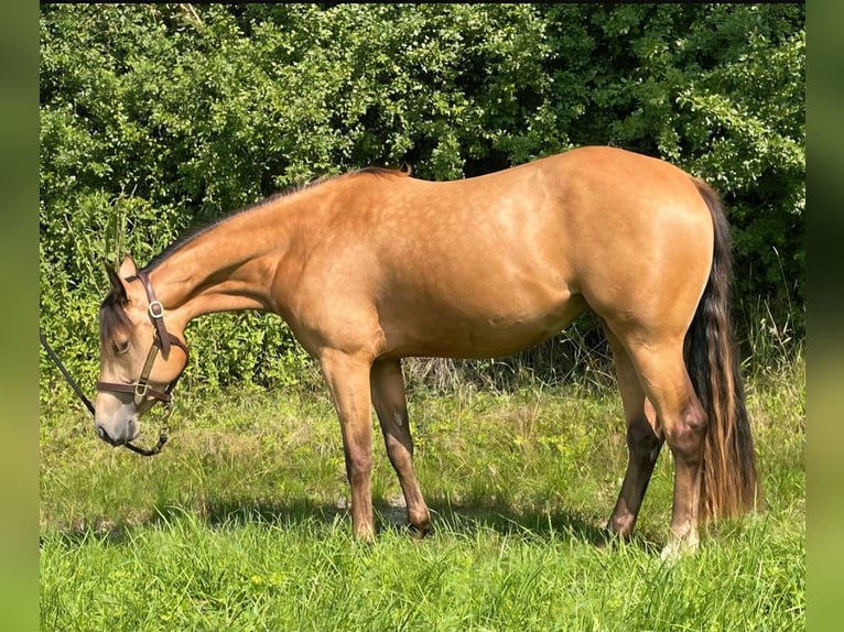 American Quarter Horse Stute 3 Jahre 148 cm Buckskin in Walsdorf