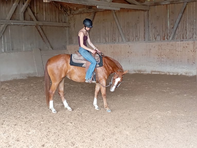 American Quarter Horse Stute 3 Jahre 148 cm Fuchs in Bad Kohlgrub
