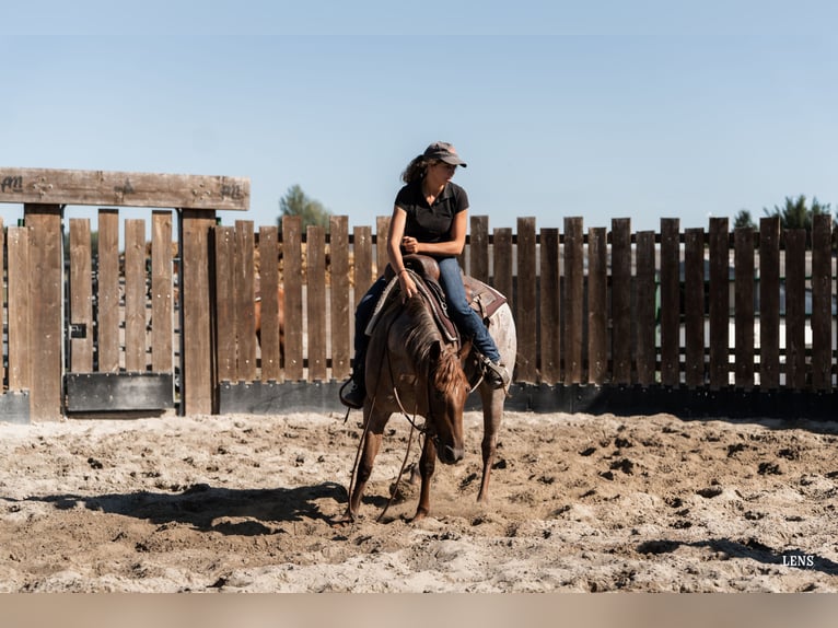 American Quarter Horse Stute 3 Jahre 148 cm Roan-Red in Kappelen