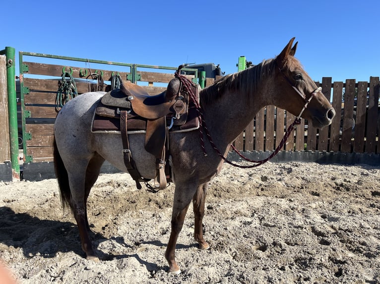 American Quarter Horse Stute 3 Jahre 148 cm Roan-Red in Kappelen