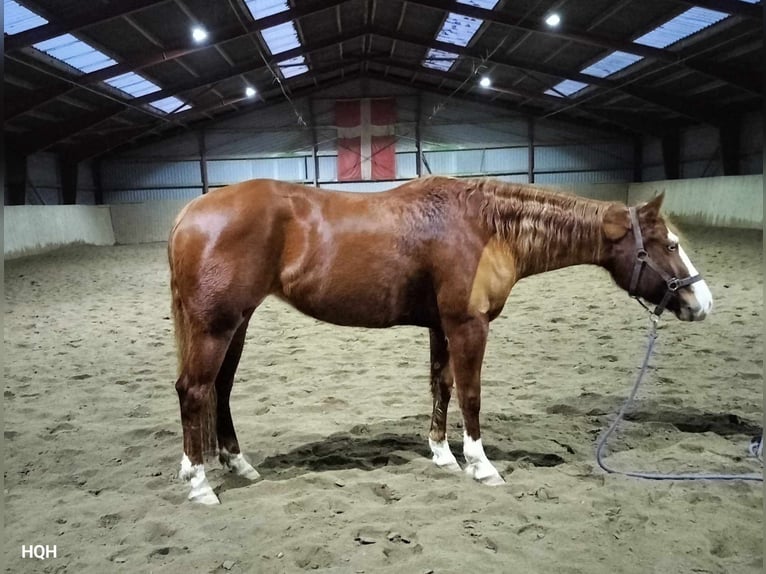 American Quarter Horse Stute 3 Jahre 148 cm Rotfuchs in Jyderup