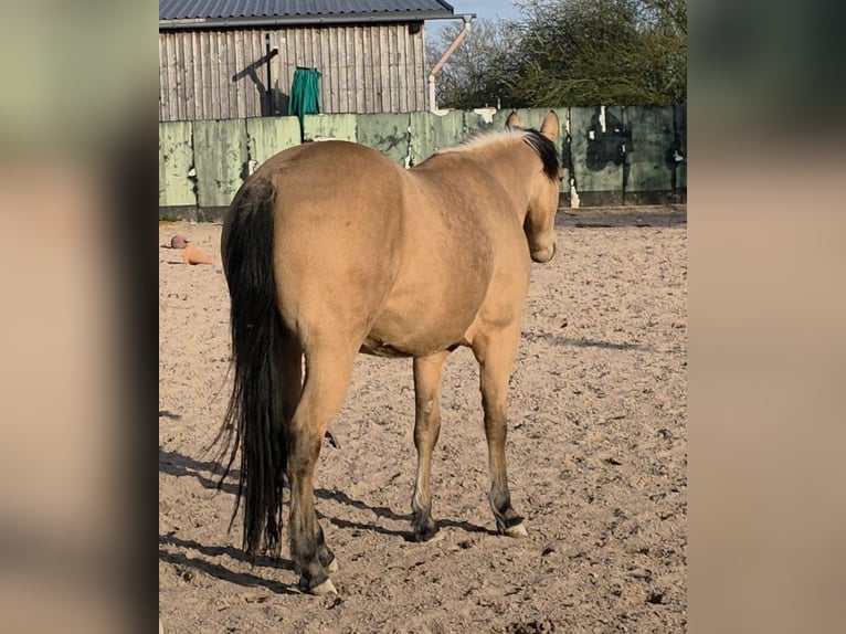 American Quarter Horse Stute 3 Jahre 149 cm Buckskin in Langenbach