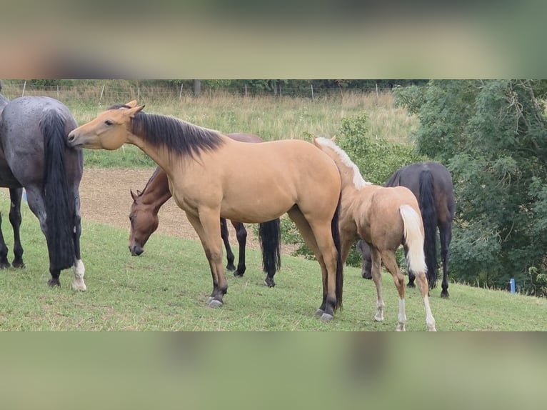 American Quarter Horse Stute 3 Jahre 149 cm Buckskin in Langenbach