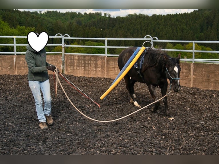American Quarter Horse Stute 3 Jahre 149 cm Rappe in Dahlem