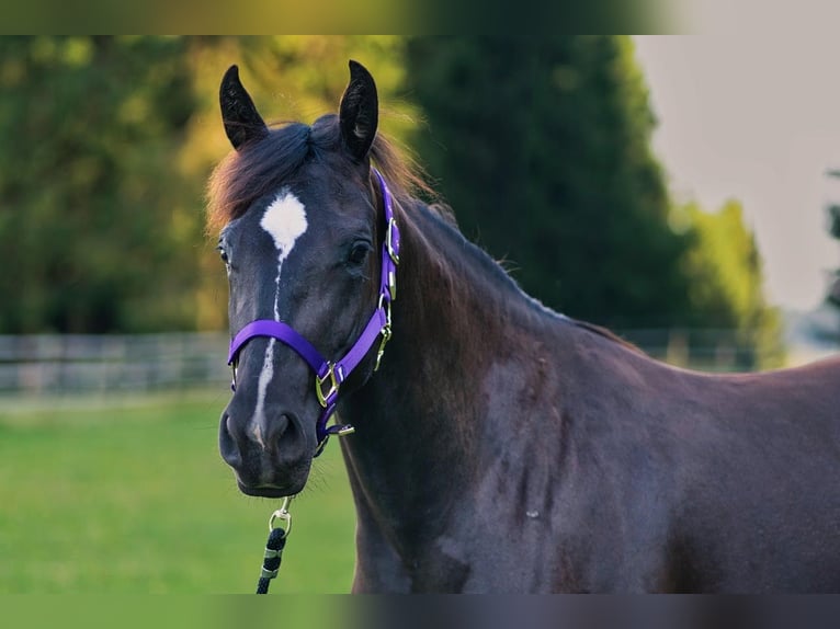 American Quarter Horse Stute 3 Jahre 149 cm Rappe in Dahlem