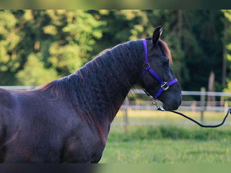 American Quarter Horse Stute 3 Jahre 149 cm Rappe in Dahlem