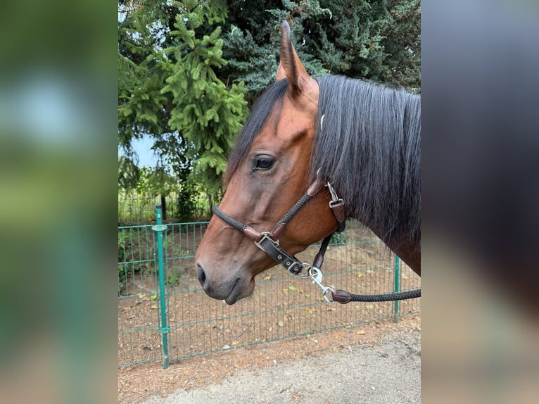American Quarter Horse Stute 3 Jahre 150 cm Brauner in Lindlar