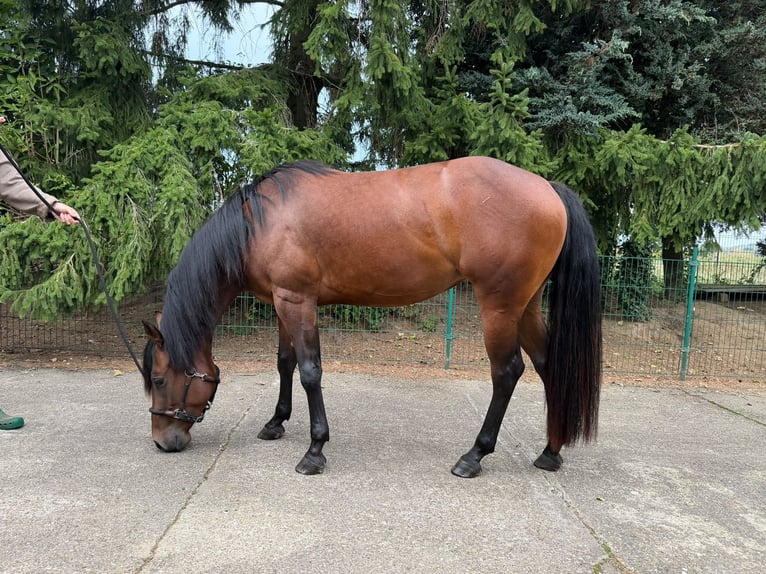 American Quarter Horse Stute 3 Jahre 150 cm Brauner in Lindlar