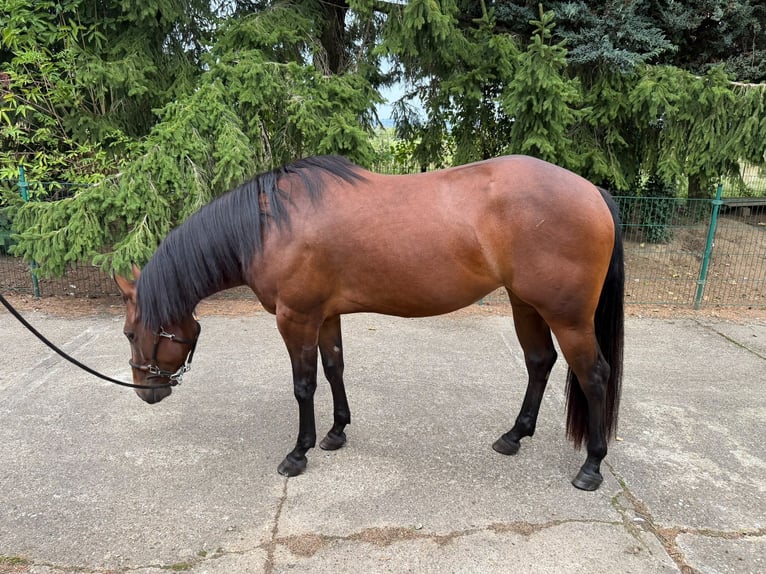 American Quarter Horse Stute 3 Jahre 150 cm Brauner in Lindlar