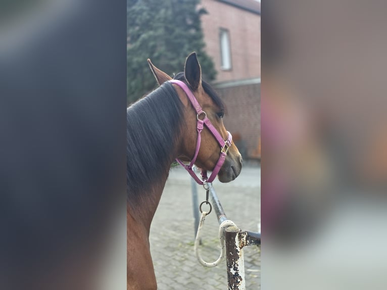 American Quarter Horse Stute 3 Jahre 150 cm Brauner in Dinslaken