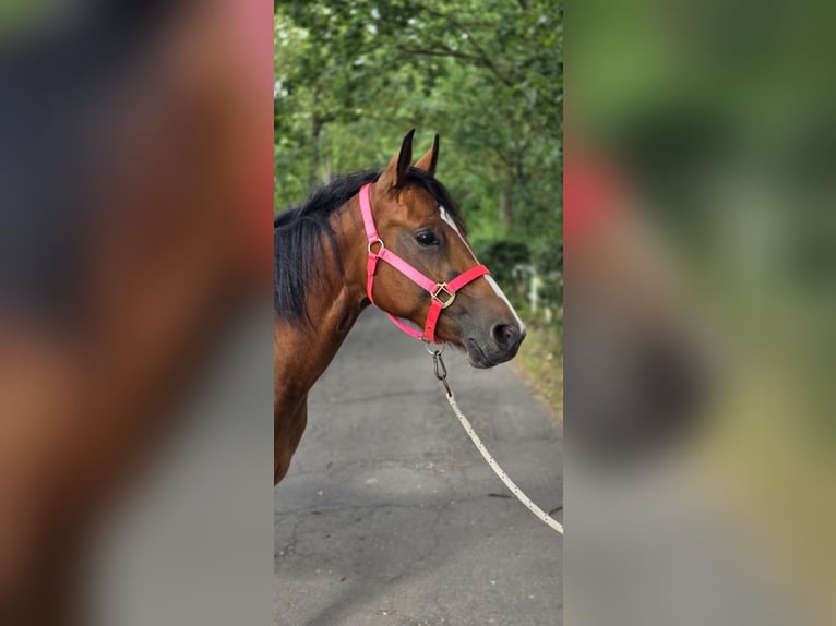 American Quarter Horse Stute 3 Jahre 150 cm Brauner in Dinslaken
