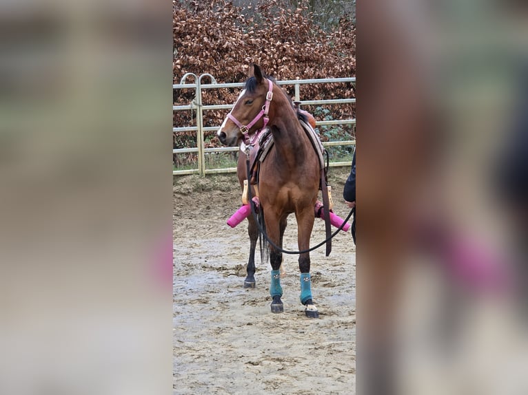 American Quarter Horse Stute 3 Jahre 150 cm Brauner in Dinslaken