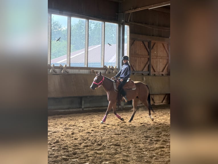 American Quarter Horse Stute 3 Jahre 150 cm Brauner in Dinslaken